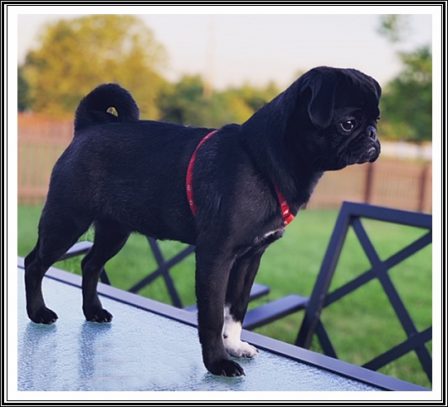 Can you guess why she got the name Billie Jean? - Black Pug Puppies | If I have any beliefs about immortality, it is that certain dogs I have known will go to heaven, and very, very few persons.