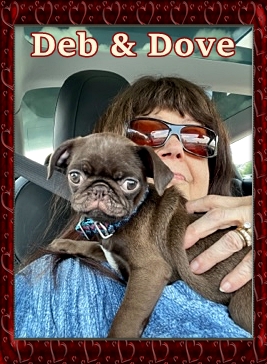 Deb loves her new chocolate pug puppy Dove - Multiple Color Pugs Puppies | Dogs are our link to paradise, they don't know evil or jealousy or discontent.