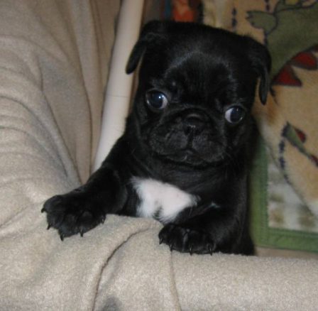 Echo/Jackie - Black Pug Puppies | No one appreciates the very special genius of your conversation as the dog does.