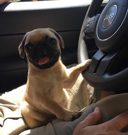 Earl just passed his driver's test - Fawn Pug Puppies | A dog can't think that much about what he's doing, he just does what feels right.