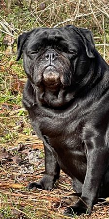 Ebony (or is it Buddha) catching some rays - Adult Black Pug | The average dog is a nicer person than the average person.