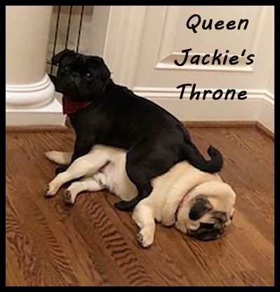 Is your throne this comfortable? - Adult Multiple Color Pugs | The dog is a gentleman; I hope to go to his heaven not man's.
