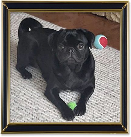 Ellie is quite content with her new family - Adult Black Pug | You can say any foolish thing to a dog, and the dog will give you a look that says wow, you're right.