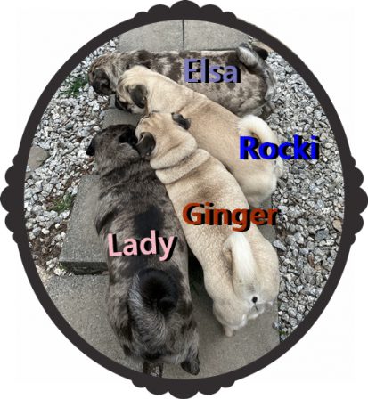 BRP girls and a boy - Adult Multiple Color Pugs | Even the tiniest dog is lionhearted, ready to do anything to defend home and family.