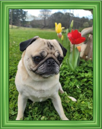 Kevin's Miss Georgia Peach Belle tiptoeing through the tulips! - Adult Fawn Pug | If you don't own a dog, at least one, there is not necessarily anything wrong with you, but there may be something wrong with your life.
