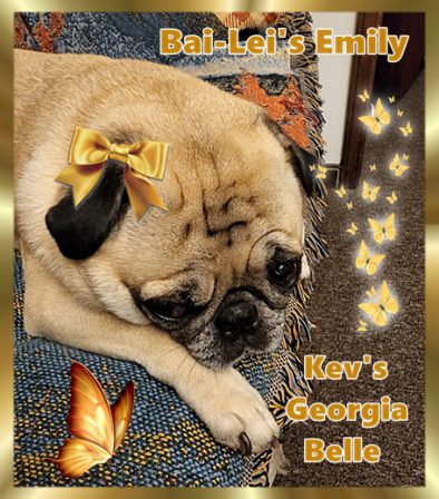 Daddy's three year old girl! - Adult Fawn Pug | Petting, scratching, and cuddling a dog could be as soothing to the mind and heart as deep meditation and almost as good for the soul as prayer.