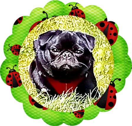 Christina's sweet girl Emily/Lizabel - Adult Black Pug | Money will buy you a pretty good dog, but it won't buy the wag of his tail.