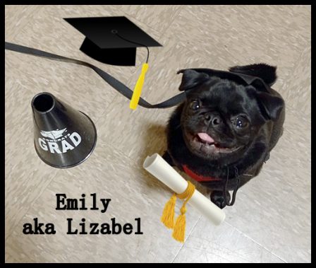 Lizabel completed her Pet Smart Training Class - Adult Black Pug | My goal in life is to be as good of a person my dog already thinks I am.