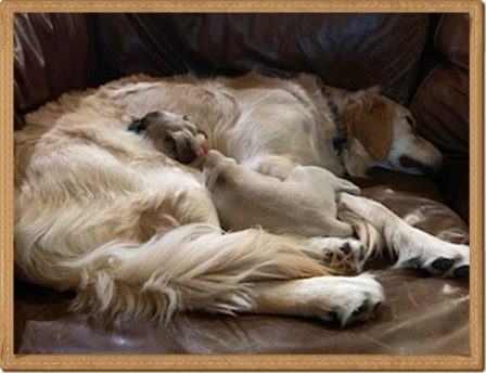 Pug and Golden Retriever - BFF's - Multiple Color Pugs - Puppies and Adults | Even the tiniest dog is lionhearted, ready to do anything to defend home and family.