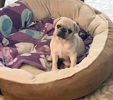 Bella's Emmett will grow into his bed - White Pug Puppies | Whoever said you can’t buy happiness forgot little puppies.