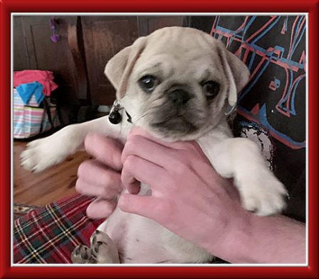 Am I cute or what? - White Pug Puppies | Don't accept your dog's admiration as conclusive evidence that you are wonderful.