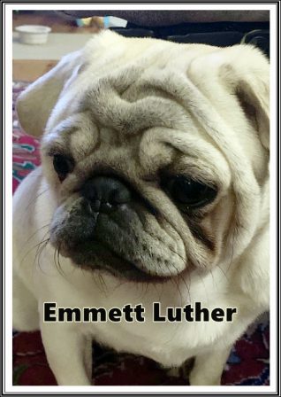 Bella's Emmett Luther " curious, strong, happy, lots of energy & wants attention - Adult White Pug | Even the tiniest dog is lionhearted, ready to do anything to defend home and family.