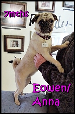 Arwen's/Elsa's sister Eowen/Anna from Cocoa & Moody - Fawn Pug Puppies | Once you have had a wonderful dog, a life without one is a life diminished.