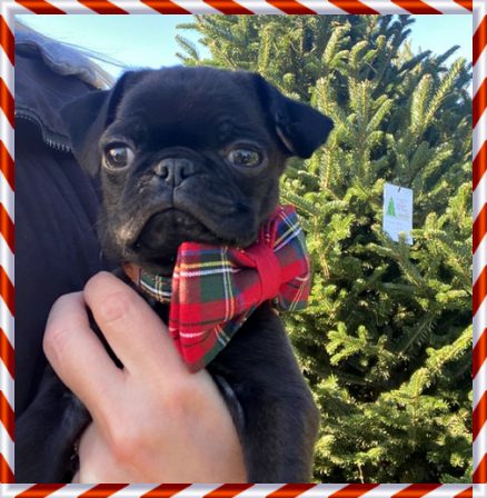 Megan's new baby boy Grady and his first Chrostmas - Black Pug Puppies | Whoever said you can’t buy happiness forgot little puppies.