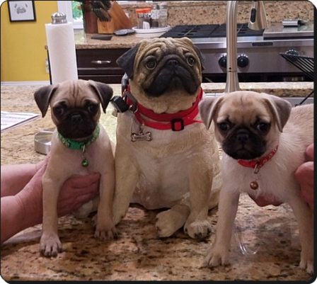 Doesn't the one in the middle look real? - Fawn Pug Puppies | Once you have had a wonderful dog, a life without one is a life diminished.