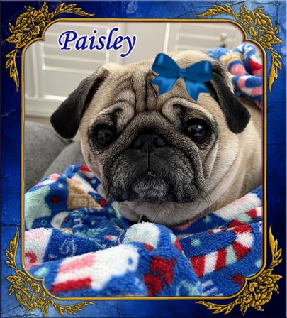Bai-Lei's Eve/Paisley will be four on 3.09.23 - Adult Fawn Pug | One reason a dog can be such a comfort when you're feeling blue is that he doesn't try to find out why.