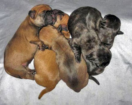 Fat and Happy - Multiple Color Pugs Puppies | Money will buy you a pretty good dog, but it won't buy the wag of his tail.