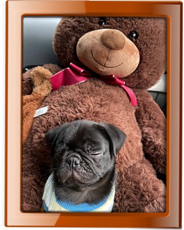 Snoozin' with Mr. Bear on the way home - Black Pug Puppies | No matter how little money and how few possessions you own, having a dog makes you rich.