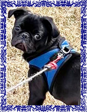 Finley Hall loves going for walks - Black Pug Puppies | The dog is a gentleman; I hope to go to his heaven not man's.