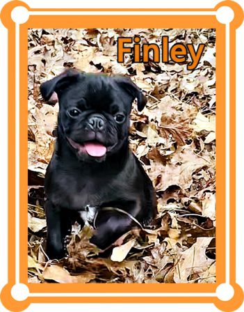 Tootsie's Finley enjoying autumn leaves - Black Pug Puppies | A dog can't think that much about what he's doing, he just does what feels right.