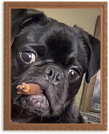 Did you know George Burns smoked 10-15 cigars a day and lived to be 100? - Black Pug Puppies | Old dogs, like old shoes, are comfortable. They might be a bit out of shape and a little worn around the edges, but they fit well.