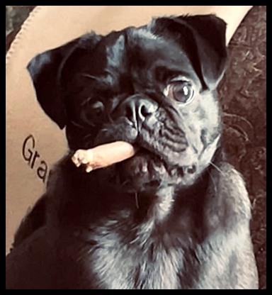 Finley is my name and Arturo Fuente is my game! - Black Pug Puppies | If dogs could talk, perhaps we would find it as hard to get along with them as we do with people.
