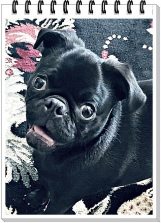 Janet's and Dan's Finley - Black Pug Puppies | Whoever said you can’t buy happiness forgot little puppies.