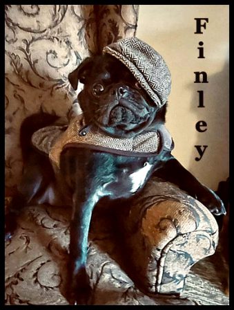 All decked out to go to see some girls! - Adult Black Pug | Petting, scratching, and cuddling a dog could be as soothing to the mind and heart as deep meditation and almost as good for the soul as prayer.