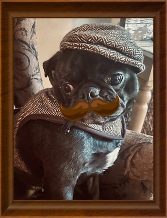 Sherlock Finley checking out a clue - Adult Black Pug | Do not make the mistake of treating your dogs like humans or they will treat you like dogs.