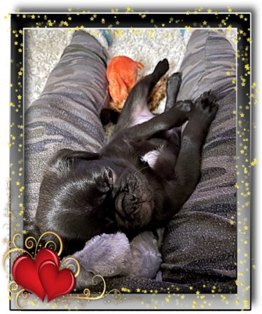 Finley has traded his favorite sleeping spot with Mr. Bear to Mommy 2023.1 - Black Pug Puppies | Whoever said you can’t buy happiness forgot little puppies.