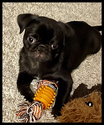 I know I am adorable says Finley Hall - Black Pug Puppies | Outside of a dog, a book is man's best friend - inside of a dog it's too dark to read.