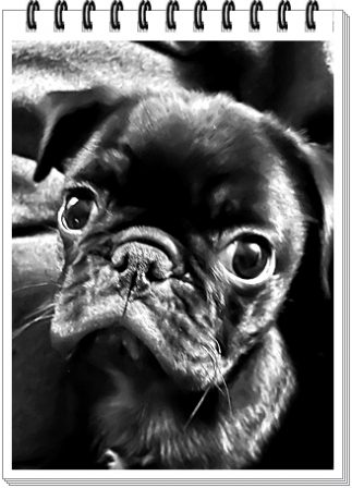 Kodak moment #1 for Finley - Black Pug Puppies | I've seen a look in dogs' eyes, a quickly vanishing look of amazed contempt, and I am convinced that basically dogs think humans are nuts.