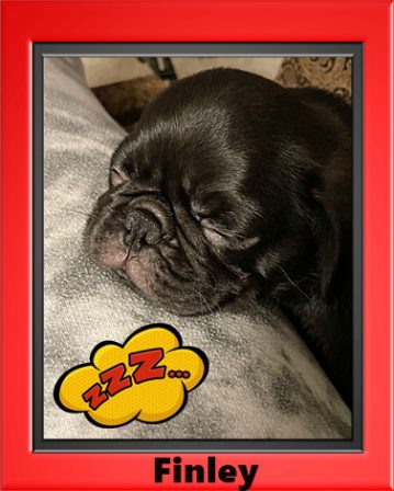 Puppies play hard, eat a lot, and sleep often - Black Pug Puppies | My goal in life is to be as good of a person my dog already thinks I am.