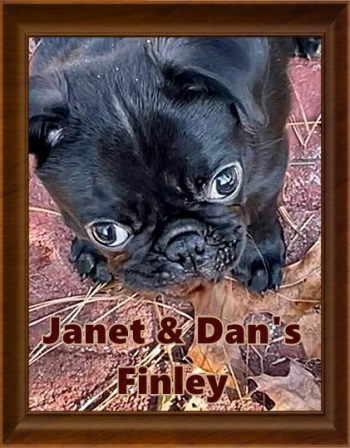 Well, look at that baby face! - Black Pug Puppies | I think we are drawn to dogs because they are the uninhibited creatures we might be if we weren't certain we knew better.