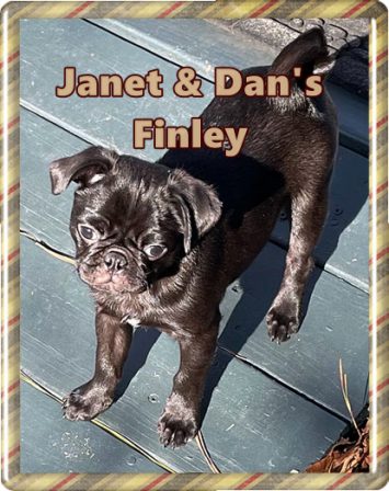 You can see my chocolate undertones in the sun light - Black Pug Puppies | If you don't own a dog, at least one, there is not necessarily anything wrong with you, but there may be something wrong with your life.