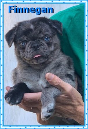 Moody Blue's and Lady Blue's brother Finnegan - Merle Pug Puppies | If dogs could talk, perhaps we would find it as hard to get along with them as we do with people.