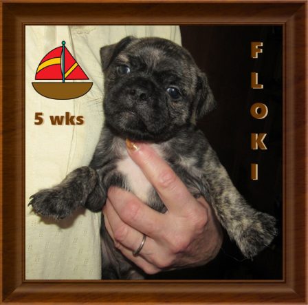 April & Mu's bugg puppy Floki - Brindle Pug Puppies | Whoever said you can’t buy happiness forgot little puppies.