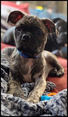 Yes, I did pose for this picture! - Brindle Pug Puppies | If you pick up a starving dog and make him prosperous he will not bite you. This is the principal difference between a dog and man.