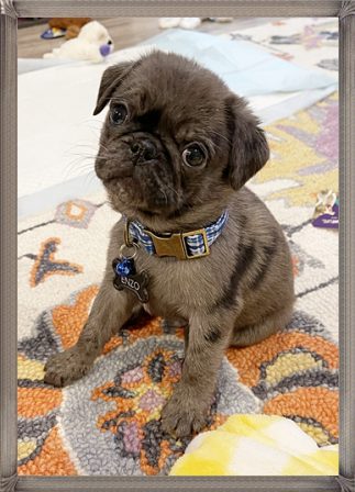 My name is Enzo and I am a blue merle teddy pug - Merle Pug Puppies | The dog was created specially for children. He is the god of frolic.