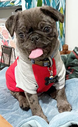 This is the face of one very happy puppy! - Merle Pug Puppies | Old dogs, like old shoes, are comfortable. They might be a bit out of shape and a little worn around the edges, but they fit well.