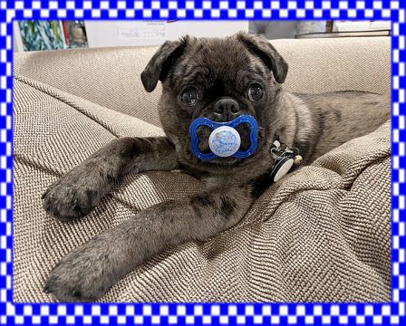 Leigh's baby boy Francis/Enzo - Merle Pug Puppies | Every boy who has a dog should also have a mother, so the dog can be fed regularly.