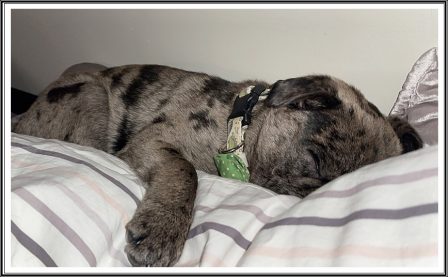 Puppies play hard and crash! - Merle Pug Puppies | Petting, scratching, and cuddling a dog could be as soothing to the mind and heart as deep meditation and almost as good for the soul as prayer.