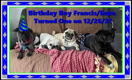 Lady Blue's/Sterling's Francis/Enzo celebrating his first birthday - Adult Merle Pug | Outside of a dog, a book is man's best friend - inside of a dog it's too dark to read.