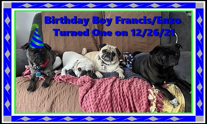 Lady Blue's/Sterling's Francis/Enzo celebrating his first birthday