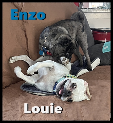 BRP Snow's Louie and BRP Lady Blue's Enzo playing - Adult Multiple Color Pugs | I think we are drawn to dogs because they are the uninhibited creatures we might be if we weren't certain we knew better.