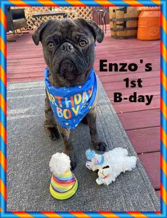 Francis/Enzo Gagnon is one year old! - Adult Merle Pug | Every boy who has a dog should also have a mother, so the dog can be fed regularly.
