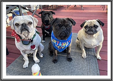 Francis/Enzo with his buddies on his 1st B-day - Multiple Color Pugs - Puppies and Adults | Such short lives our dogs have to spend with us, and they spend most of it waiting for us to come home each day.