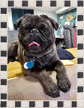 I am quite handsome if I say so myself! - Adult Merle Pug | A dog can't think that much about what he's doing, he just does what feels right.