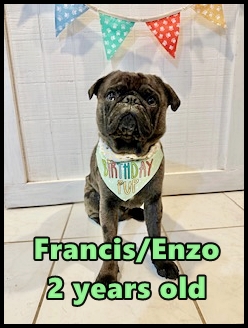 Lady Blue's boy Francis/Enzo - Adult Merle Pug | Such short lives our dogs have to spend with us, and they spend most of it waiting for us to come home each day.