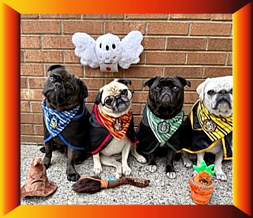The Gagnon Grumble could easily win best dressed! - Adult Multiple Color Pugs | No Matter how little money and how few possessions you own, having a dog makes you rich.
